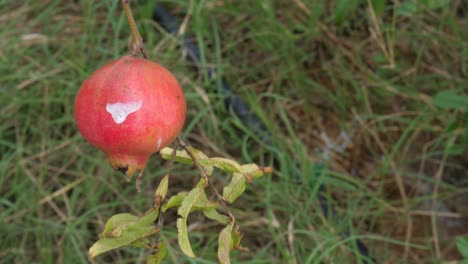 Schuss-Von-Granatapfel-In-Bauernhof-Baum-Hautnah