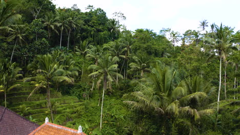 Niedrige-Überführung-Traditionelle-Balinesische-Hinduistische-Ubud-Häuser-Und-Speditionsdrohne,-Um-Den-Erstaunlichen-Tropischen-Dschungel-Inmitten-Des-Landwirtschaftlichen-Feldes-Einzufangen