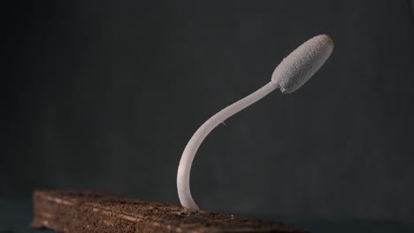 macro photography of a curved white fungus growing from soil