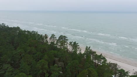 aerial establishing birdseye view of baltic sea coast on a overcast winter day, beach with white sand, coastal erosion, climate changes, wide drone shot moving forward over the pine tree forest