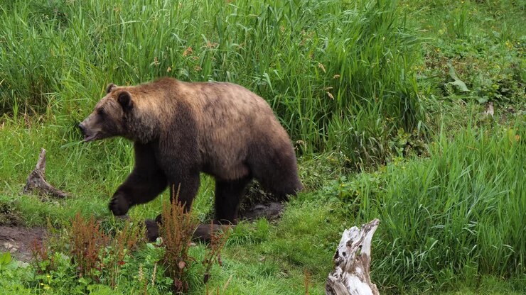 Big female brown bear walking through the tall grass