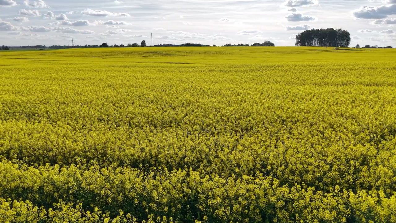 Drone che vola basso sopra un vasto campo di colza in fiore nella campagna lituana.