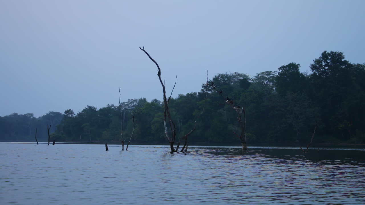 Dead trees submerged in Kabini river view from passing boat trip at dusk in Nagarhole national park