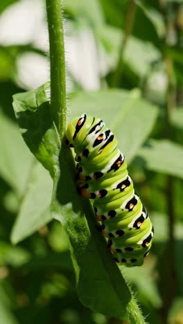 close-up of a monarch caterpillar on a leaf