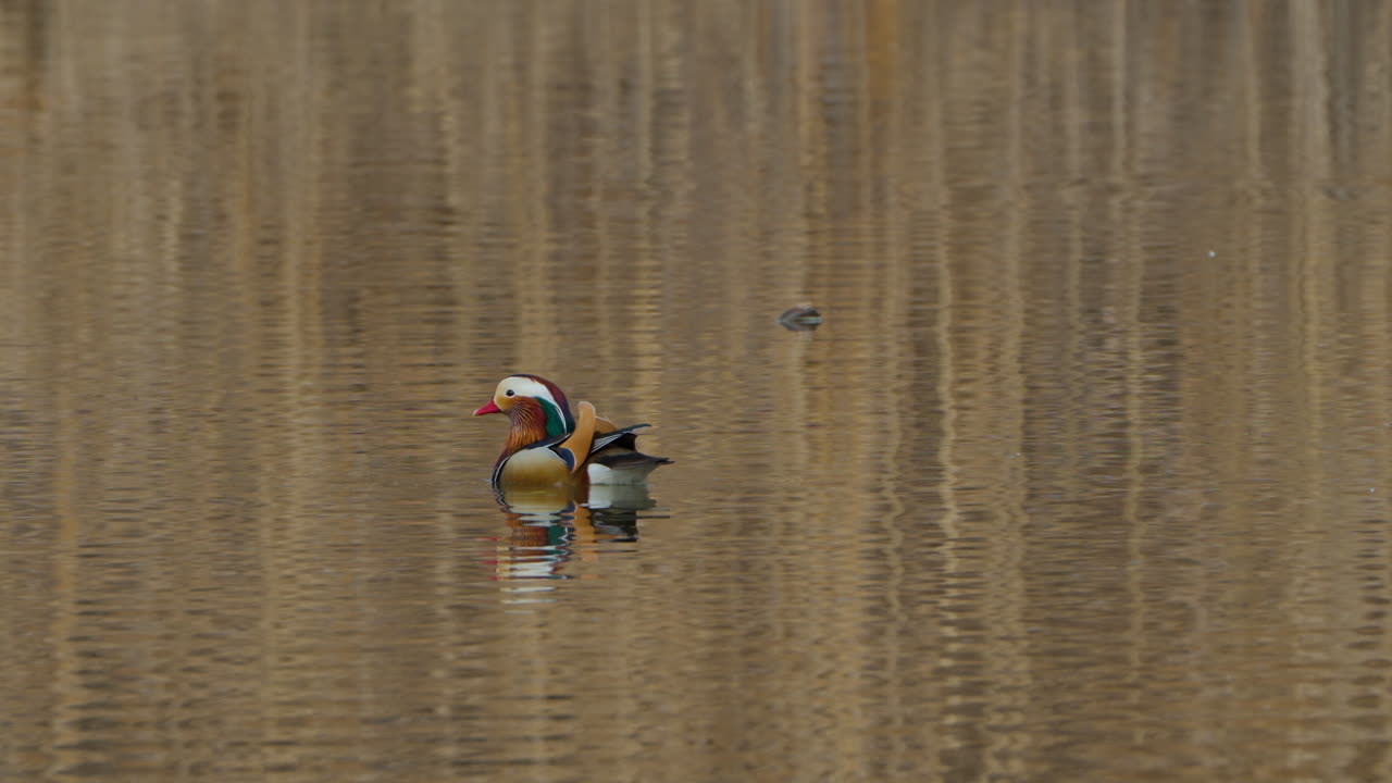el pato mandarín macho nada en el estanque en el gran parque de seúl.