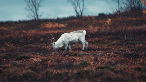 Hellgraue-Rentiere,-Die-In-Der-Herbstlichen-Tundra-Grasen