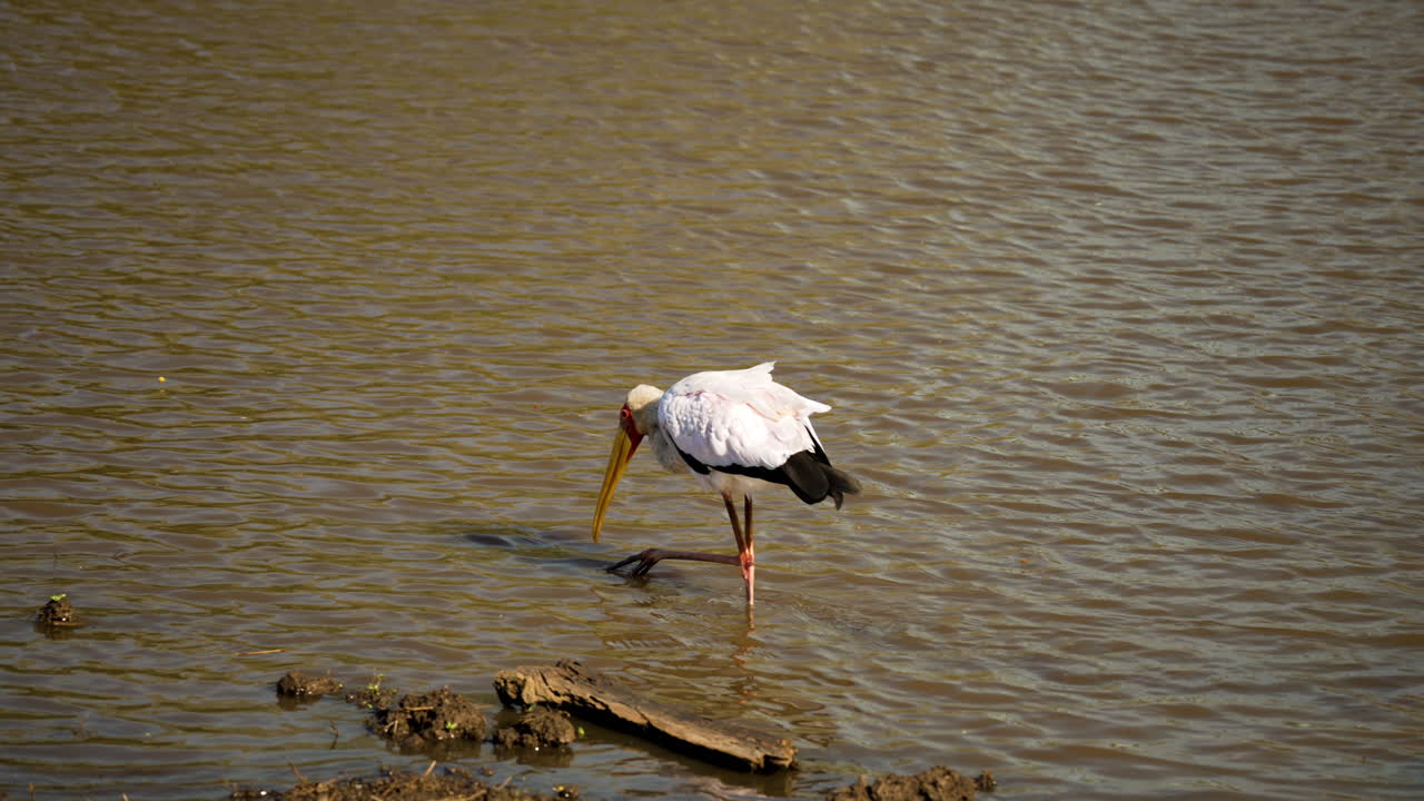 желтоклювый аист охотится за рыбой в мелкой мутной воде у берега реки в африке