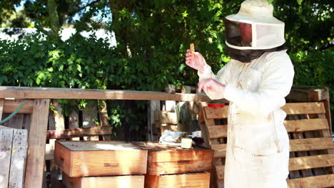 beekeeper examining the honeycomb