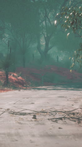 foggy forest path