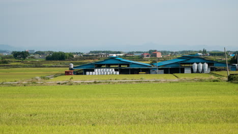 stack of round hay bales wrapped in plastic in the farm with rice fields in gunsan, north jeolla province, south korea