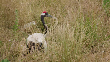 red-crowned crane in a grassy field