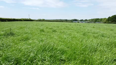 Niedrig-Fliegendes-Drohnenvideo-Von-Langem-Gras-Inmitten-Einer-Farm-In-Der-Englischen-Landschaft