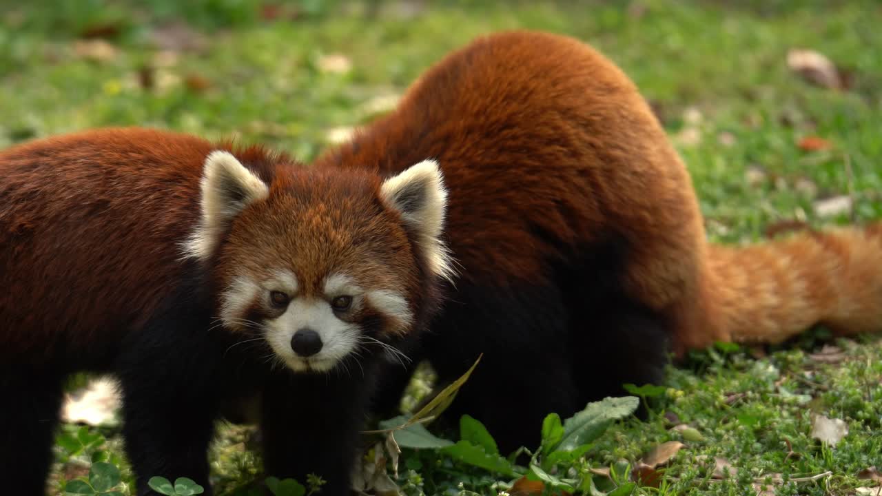 Two Red Pandas at a zoo