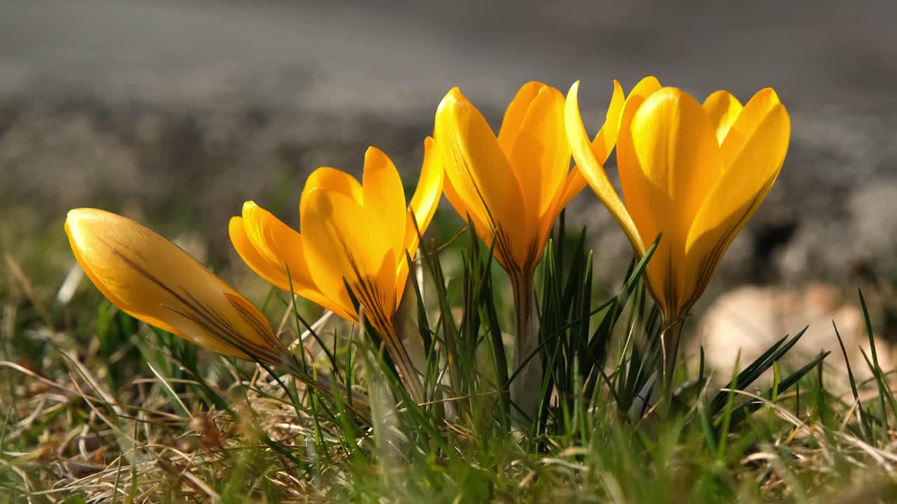 Close up of yellow crocus growing on the ground