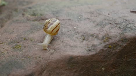 Schnecken-Bewegen-Sich-In-Ihrem-Lebensraum