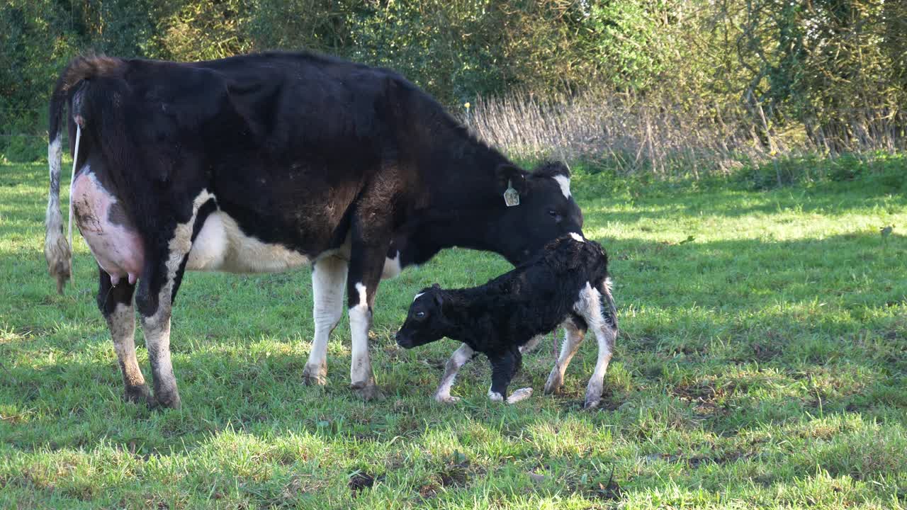 cámara lenta: ternero recién nacido de un día dando el primer paso