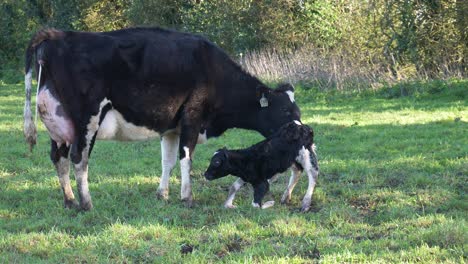 slow motion: day-old new-born baby calf taking first step