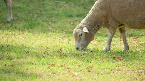 Wiltipoll-Sheep-Grazes-Green-Grass,-Lamb-Eating-In-Grass-Field-On-A-Farm---close-up