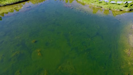 vista aérea de un estanque poco profundo con un fuerte crecimiento de algas