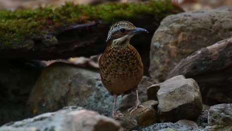 4K-macro-shot-of-a-wild-Eared-Pitta,-Hydrornis-phayrei,-chocolate-chip-cookie-coloured-bird-pecking-and-feasting-insects-among-rocky-floor-before-flying-off,-Kaeng-Krachan-National-Park,-Thailand