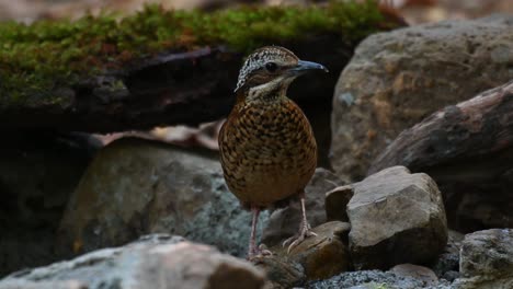 foto macro de 4k de una pitta de orejas salvajes, hydrornis phayrei, pájaro de color galleta con chispas de chocolate picoteando y comiendo insectos entre el suelo rocoso antes de volar, parque nacional kaeng krachan, tailandia