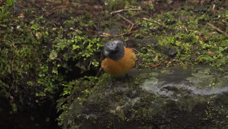 Hermoso-Macho-Daurian-Redstart-Volando-Lejos-De-Las-Rocas-Para-Forrajear-En-Un-Sombrío-Día-Lluvioso