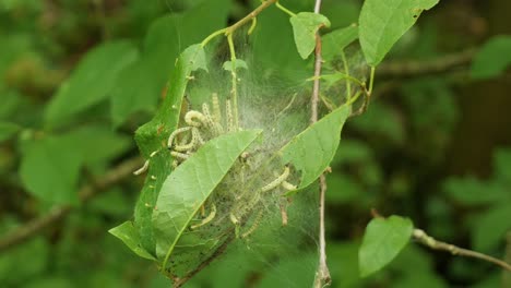 orugas de la polilla del armiño del husillo que se arrastran dentro de una telaraña entre las ramas y las hojas de un árbol