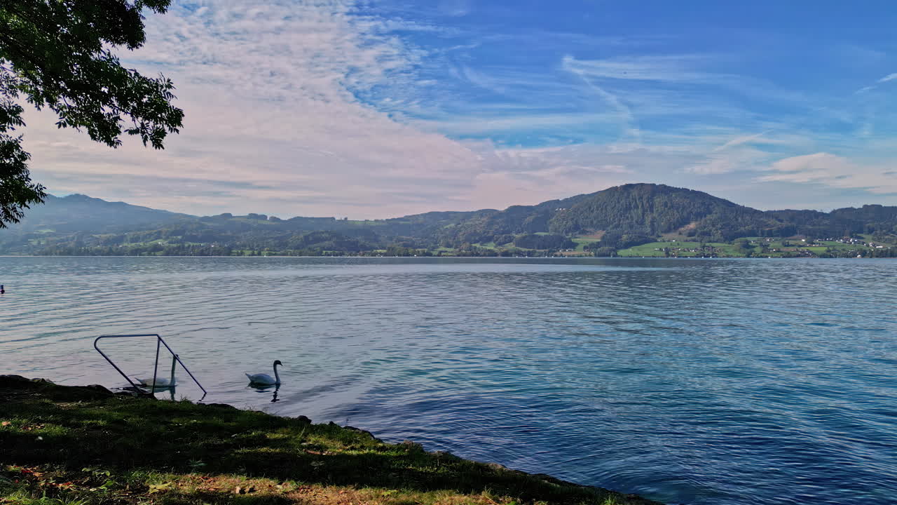 vista aérea alrededor de los cisnes en la costa del lago attersee en la parcialmente soleada austria