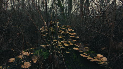 A-mossy-trunk-on-which-a-multitude-of-mushrooms-have-grown