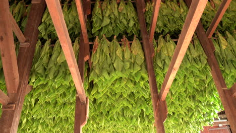 a harvest of tobacco drying in a tobacco barn in southern lancaster county, pennsylvania