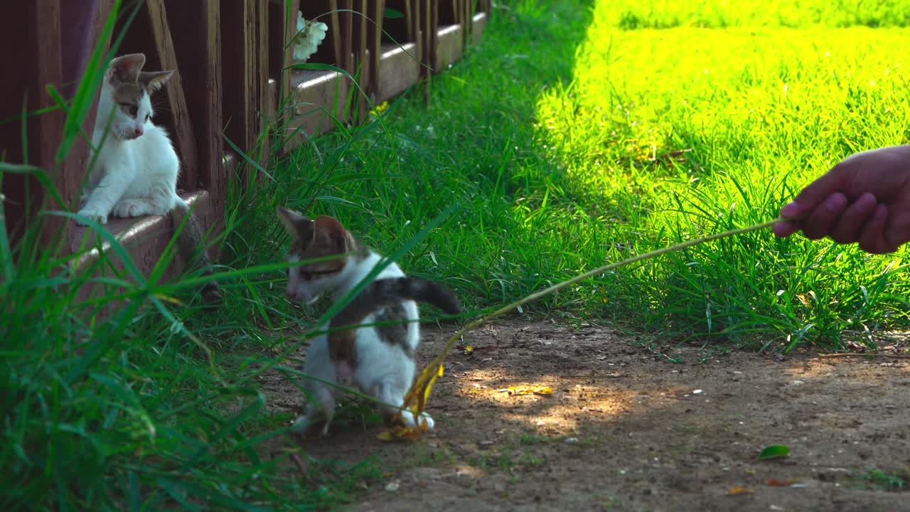 4K cinematic video of Stray Cats playing in Turkey_03