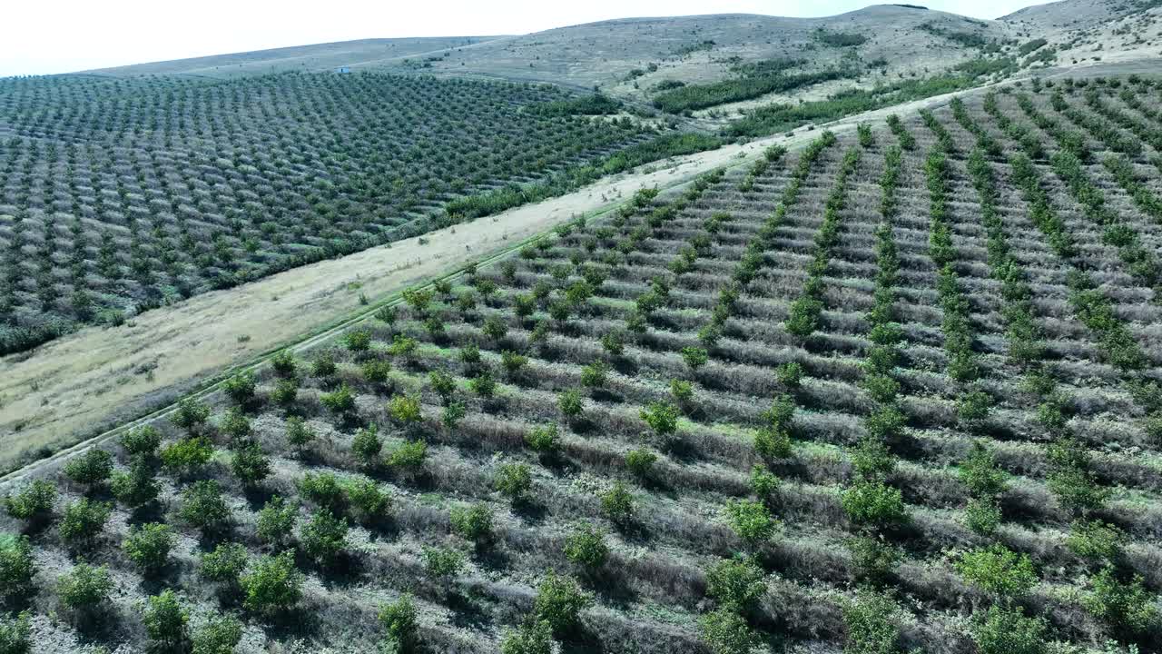 An expansive aerial view of an walnut orchard, with rows of trees stretching out into the horizon. The orderly pattern suggests precision in agricultural layout and efficient farming methods