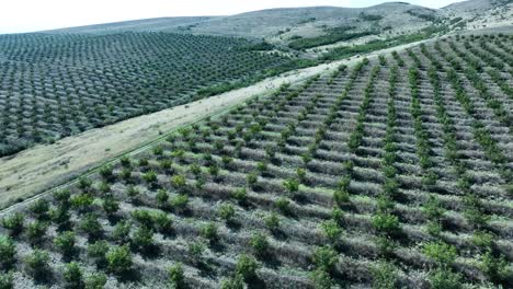 an expansive aerial view of an walnut orchard, with rows of trees stretching out into the horizon. the orderly pattern suggests precision in agricultural layout and efficient farming methods
