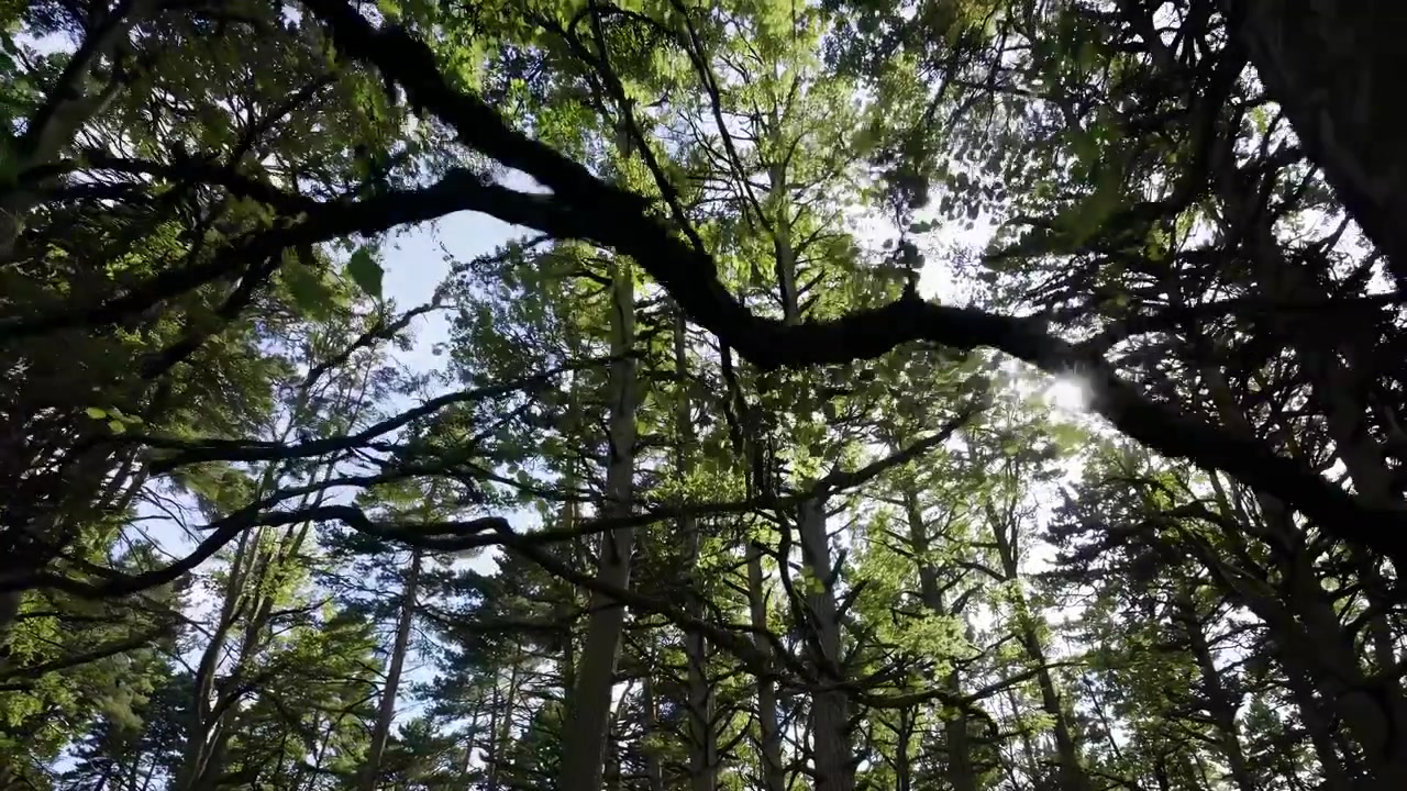 Vista dal basso della luce solare che filtra tra gli alberi alti della foresta
