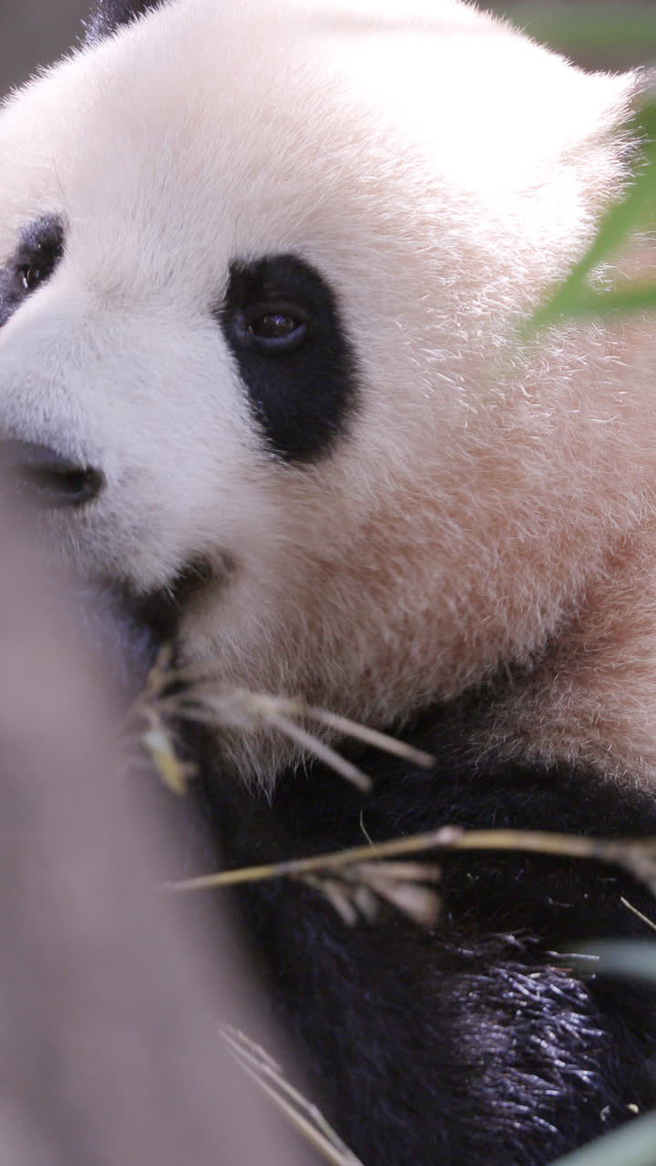 A close up of a panda eating in vertical