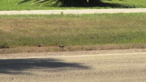 dos pájaros plover de ala de regazo enmascarados caminando hacia la carretera