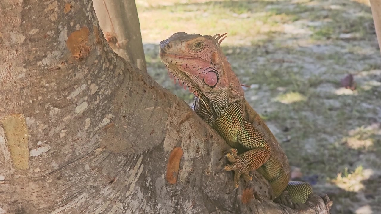 Scatto naturalistico dettagliato di un'iguana che mostra la testa squamosa, la macchia rosa sulla gola, la cresta arancione e gli artigli affilati mentre riposa su un albero tropicale circondata da corteccia, ombra ed erba secca