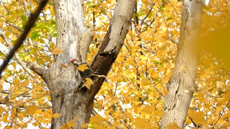 pájaro carpintero pileated destruyendo un árbol con la corteza cayendo