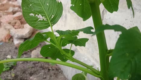 vegetable plants blown by the wind