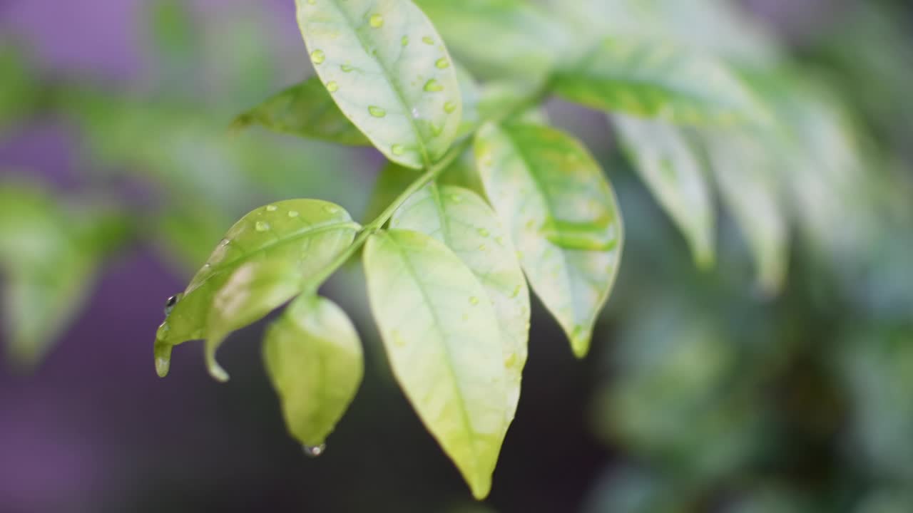 el concepto para el diseño borroso y desfocado efecto temporada. el viento sopla las hojas suave y suave. abstract bokeh color verde para el fondo de la naturaleza. la luz del día es al aire libre y el aire es tan fresco