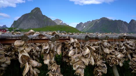 cabezas de pescado secándose en estantes noruega