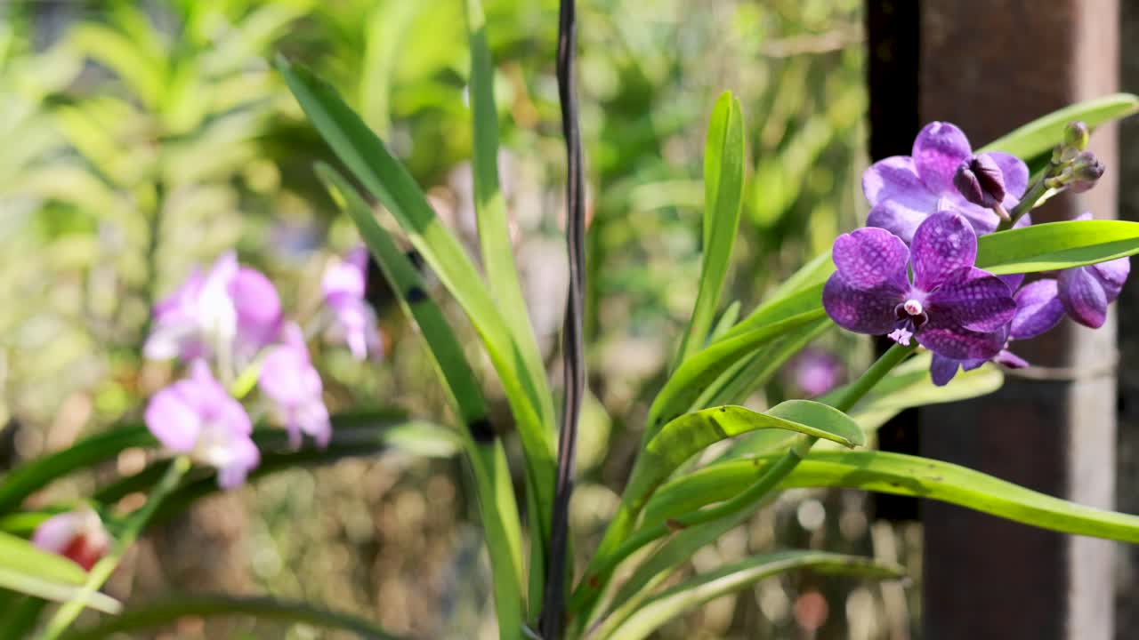Close-up of purple orchids swaying gently in a sunlit garden, showcasing natural beauty and tranquility