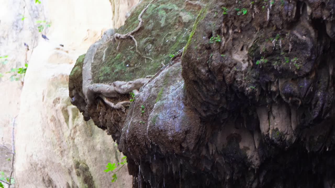 뿌리와 물방울이 있는 바위 표면