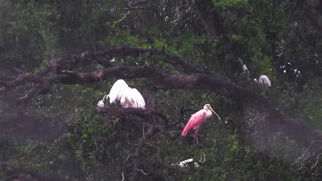 Una-Espátula-Rosada-Y-Otras-Aves-Se-Refugian-De-La-Lluvia