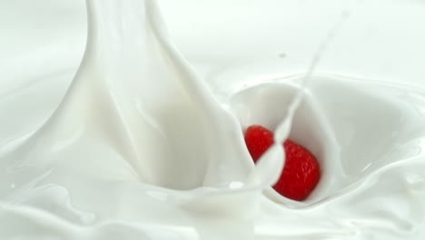 las fresas caen en la leche cremosa haciendo salpicaduras giratorias en macro y cámara lenta