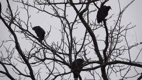 three black vultures perch and groom their plumage in the bare branches of a tree