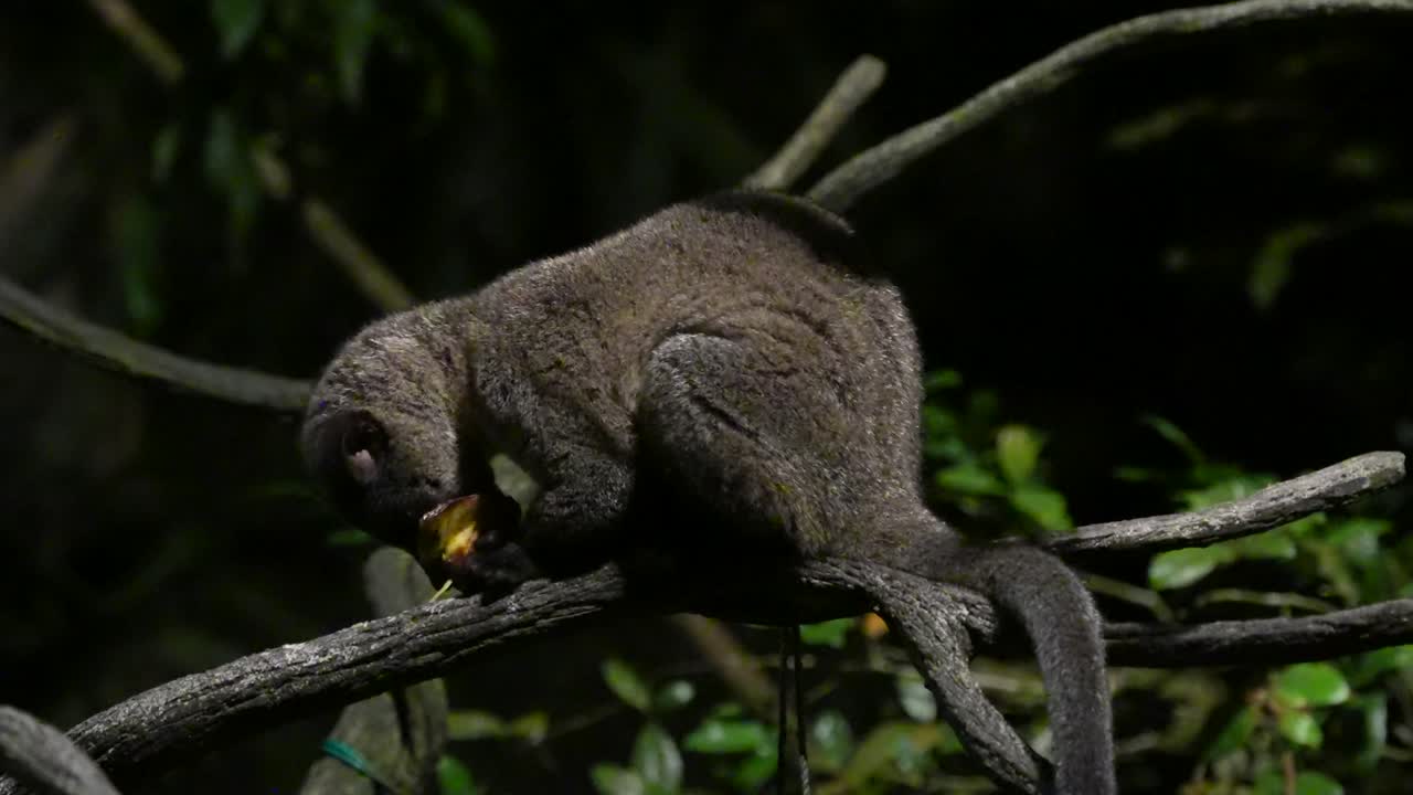 civeta de palma de dientes pequeños comiendo fruta en una rama de árbol