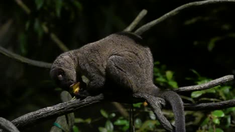 Civeta-De-Palma-De-Dientes-Pequeños-Comiendo-Fruta-En-Una-Rama-De-árbol