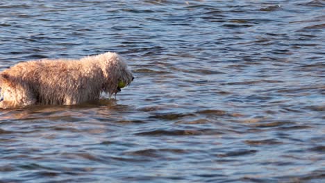 dog enjoying water at brighton beach, melbourne
