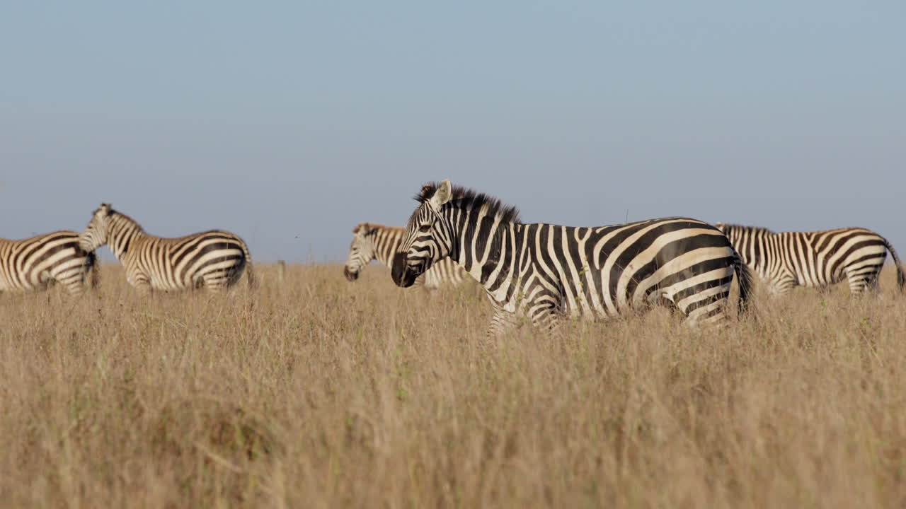 Mandria di zebre delle pianure che camminano nella savana nel pomeriggio